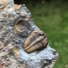 Ctenocephalus coronatus